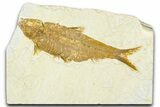 Detailed Fossil Fish (Knightia) - Wyoming #367473-1